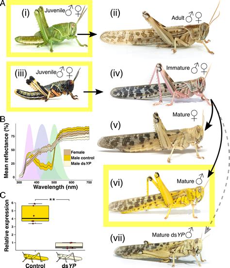 smwp locust.